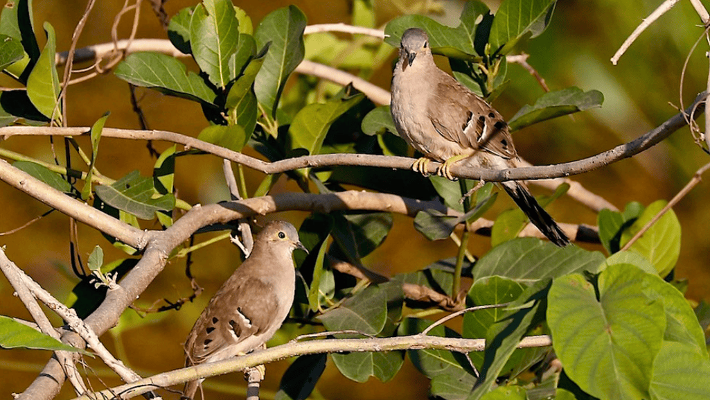 red list long-tailed ground dove