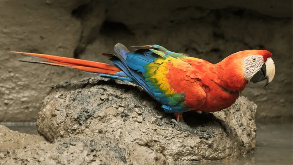 scarlet macaw behavior