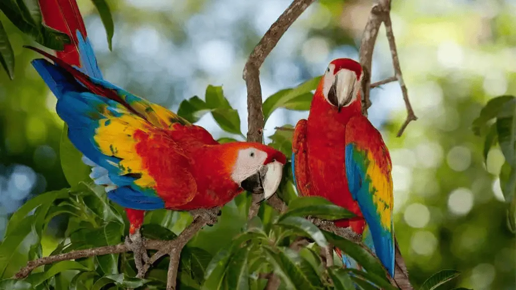 scarlet macaw life