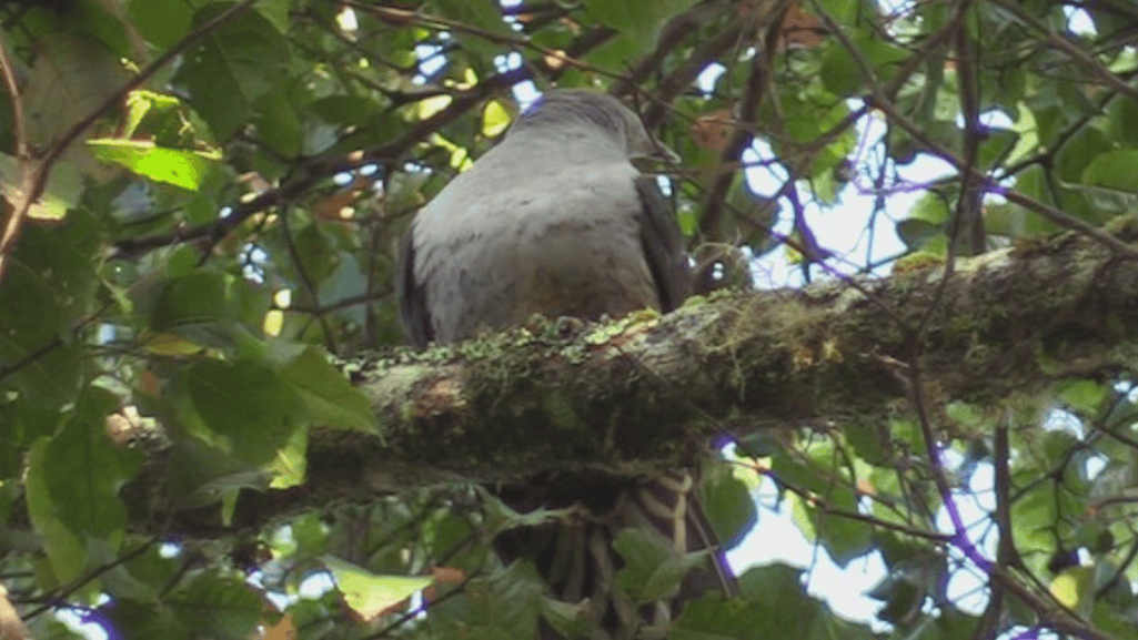 sombre pigeon in literature