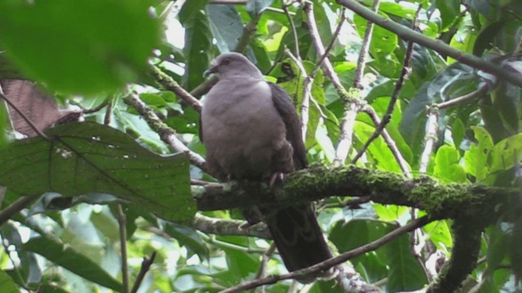 sombre pigeon in natural habitat
