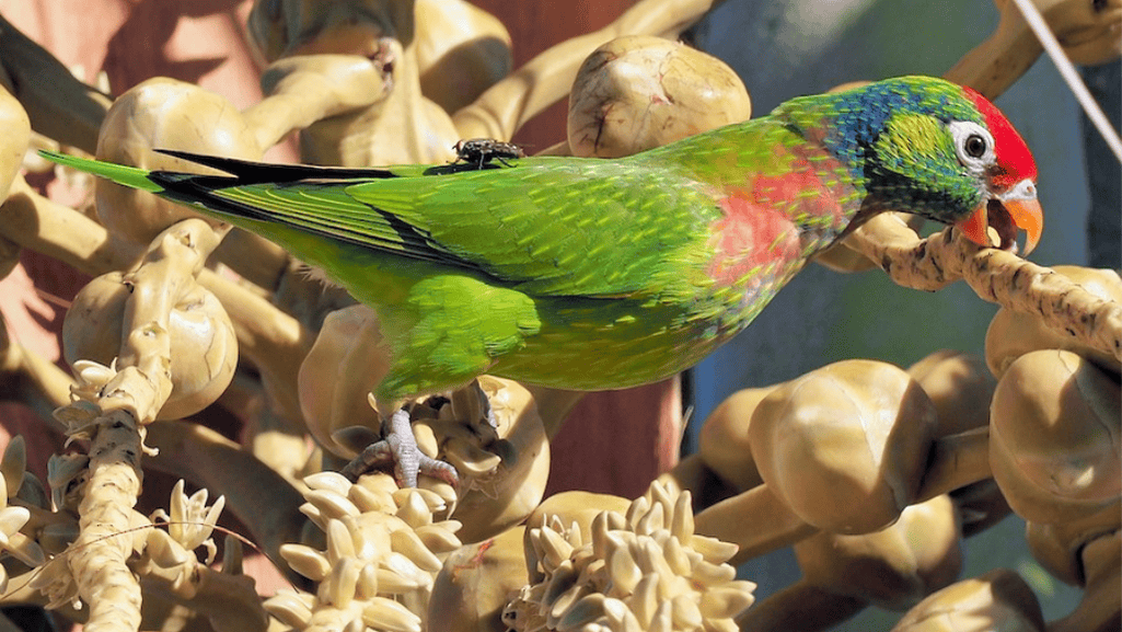 varied lorikeet habitat