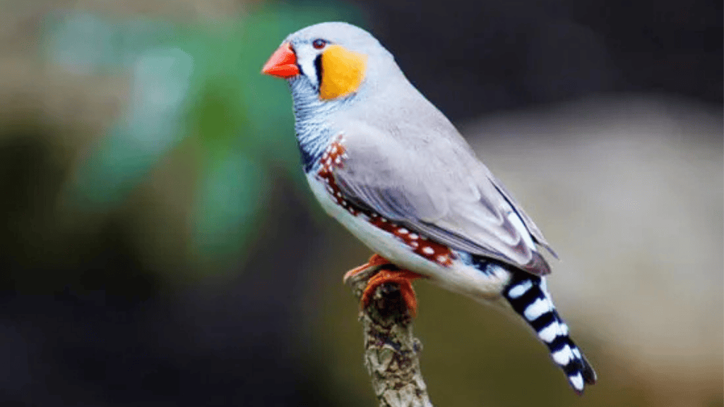 Benefits to avian communities