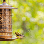 Best Bird Food for Finches