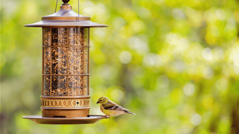 Best Bird Food for Finches