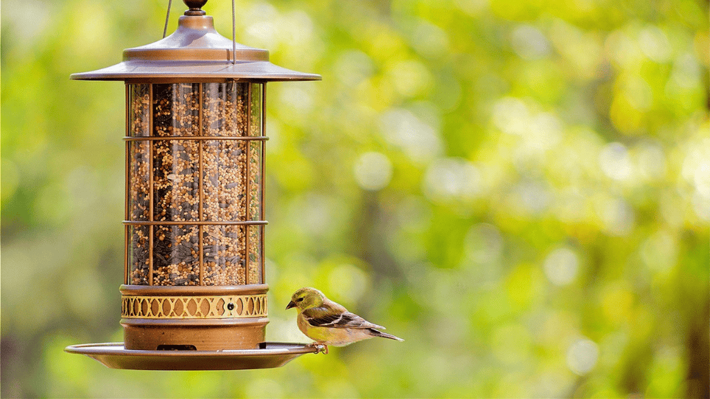 Best Bird Food for Finches