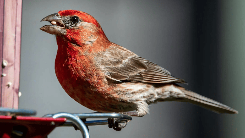 Best Overall Bird Seed for Finches