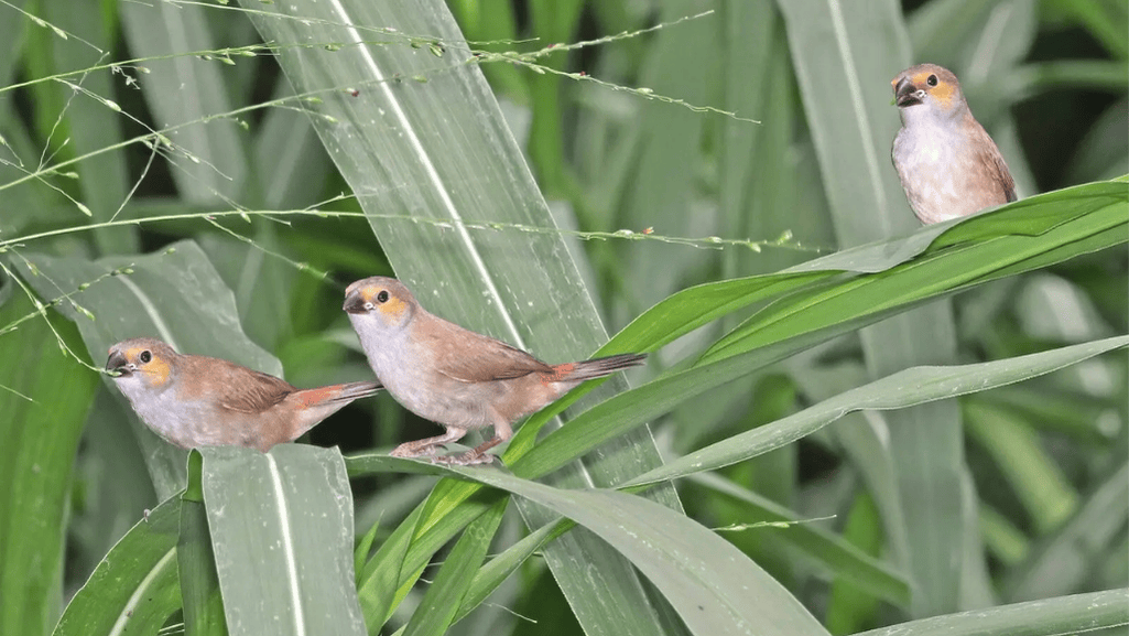 Breeding Habits of Orange Cheek Waxbills