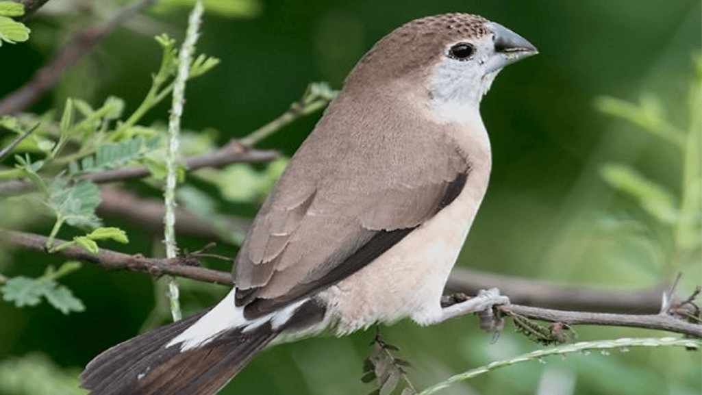 Breeding and Reproduction Habits