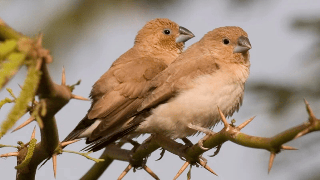 Breeding and nesting studies