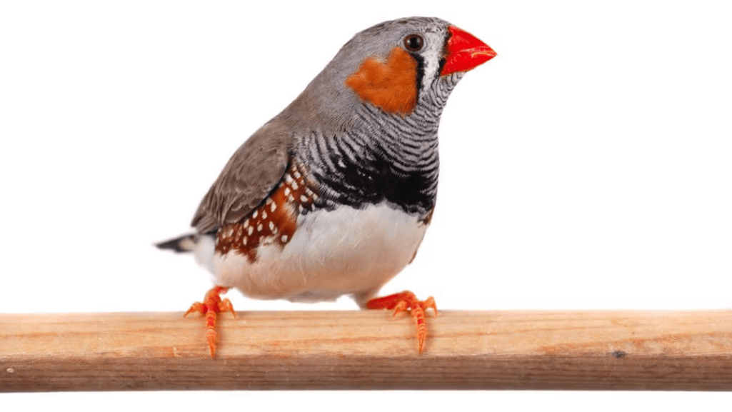 Caring for Finches
