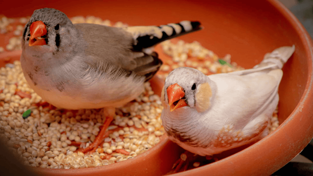 Caring for Finches