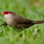 Common Waxbill