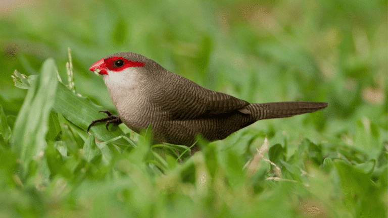 Common Waxbill