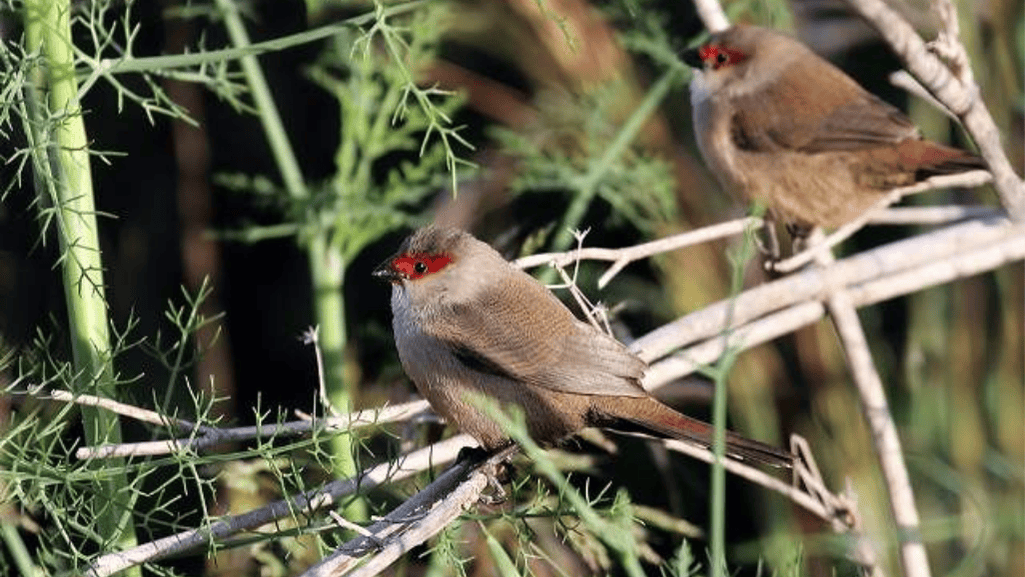 Common Waxbill