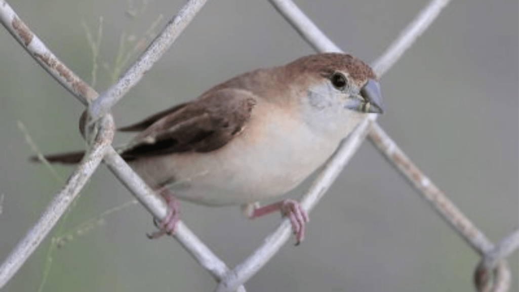 Conservation Status
