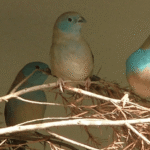 Cordon Bleu Finch