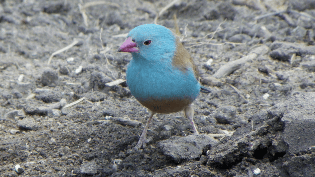 Cordon Bleu Finch