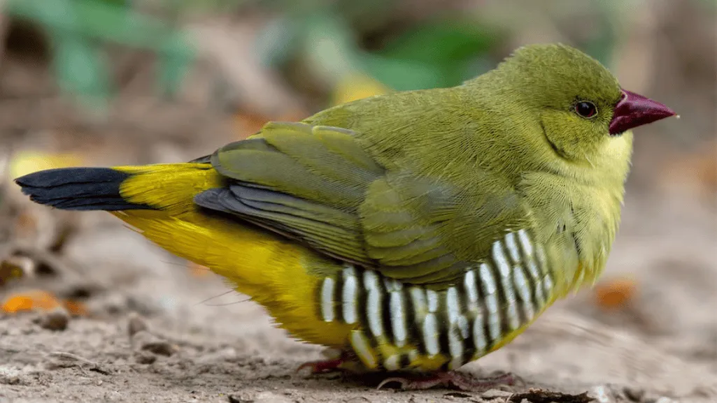Finch Breeding Habits