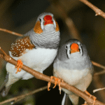 Finch Breeding Season