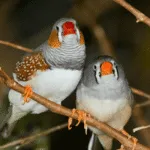 Finch Breeding Season