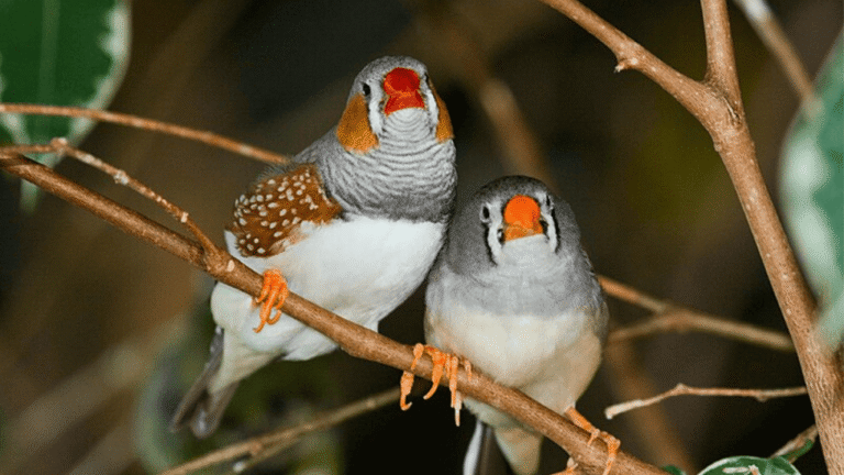 Finch Breeding Season