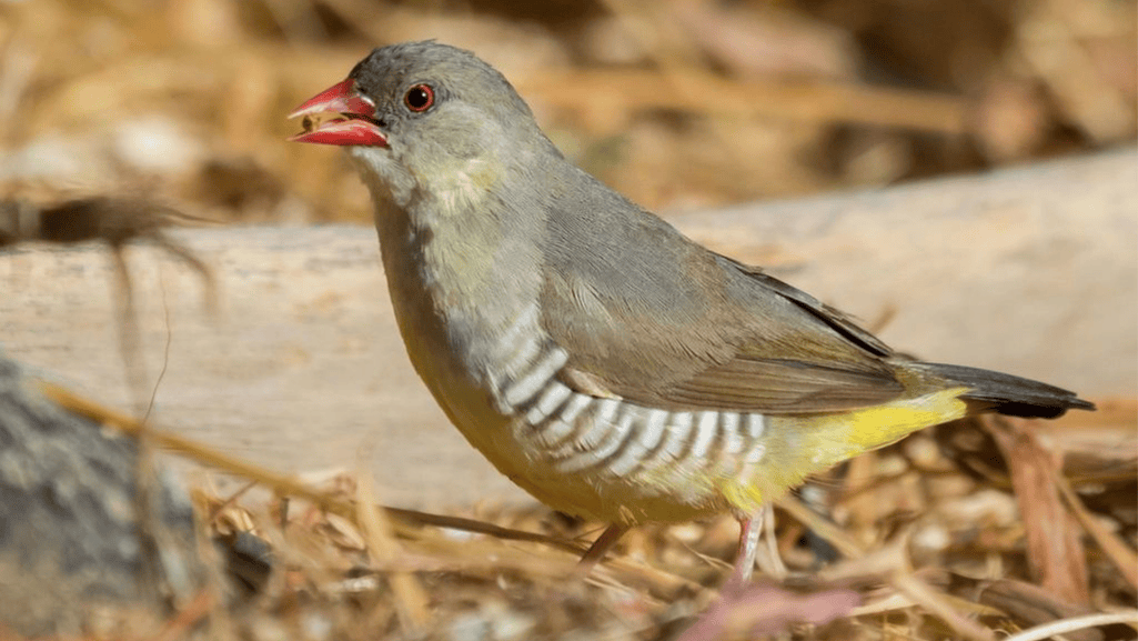 Finch Conservation Efforts