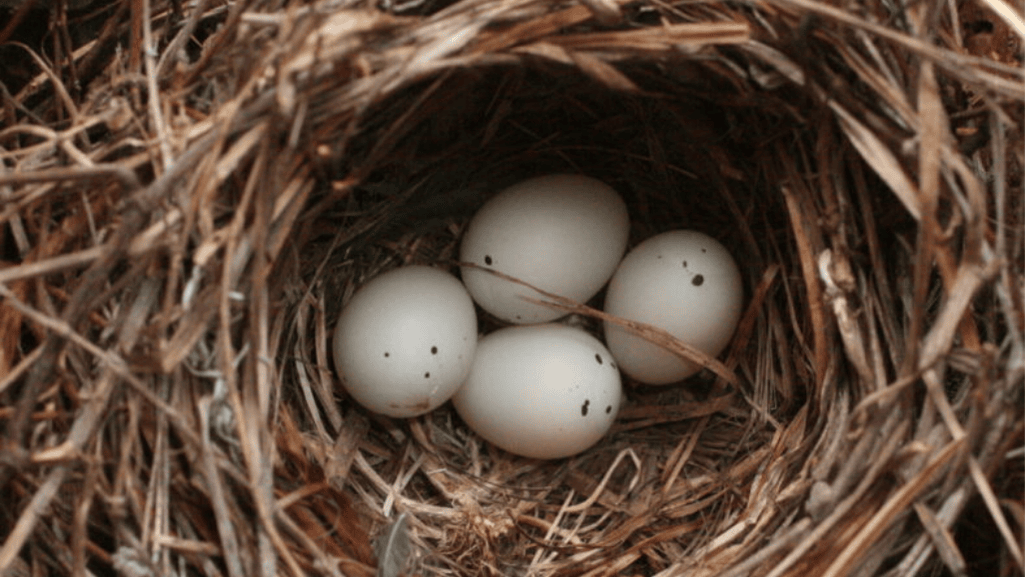 Finch Egg Laying Timeline