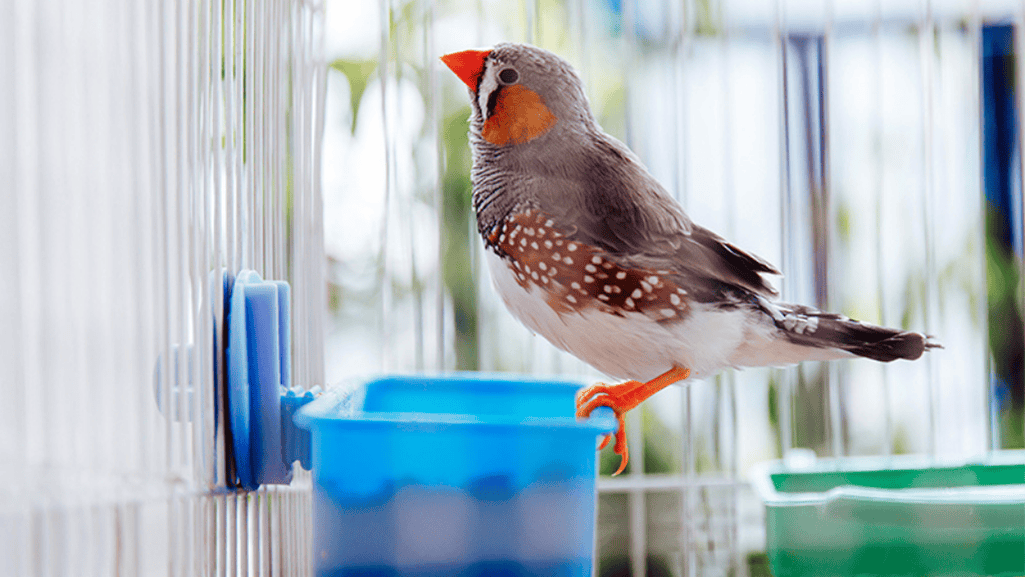 Finch Health Maximizing Wellness Through Nutrition