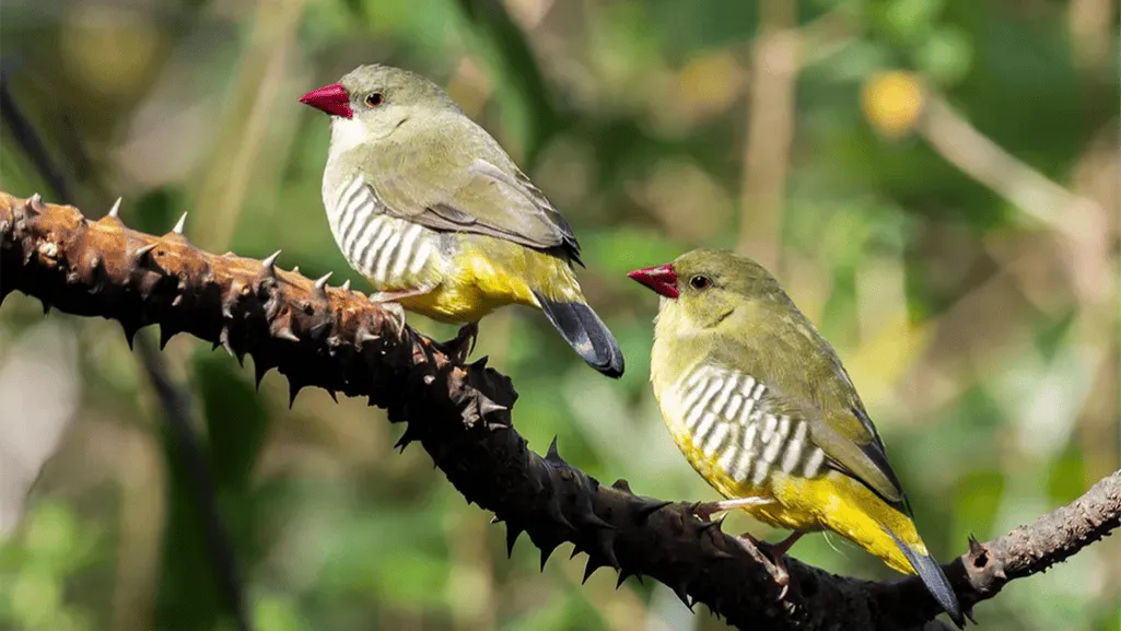 Finch Migration Patterns