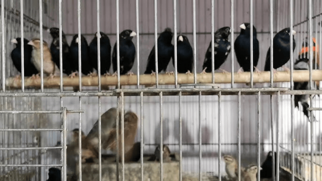 Finch Migration Patterns