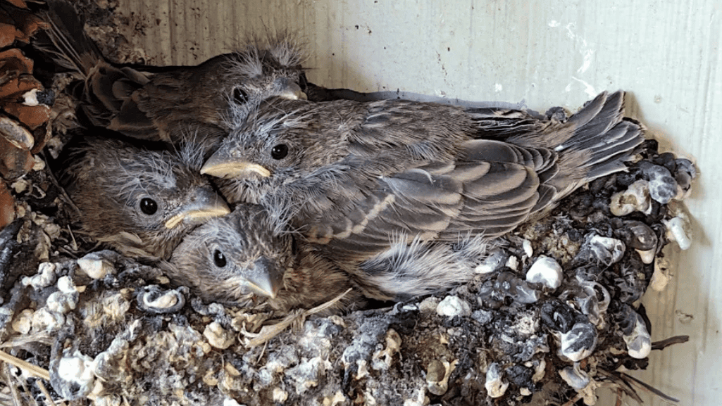 Finch Nesting Habits and Egg Care