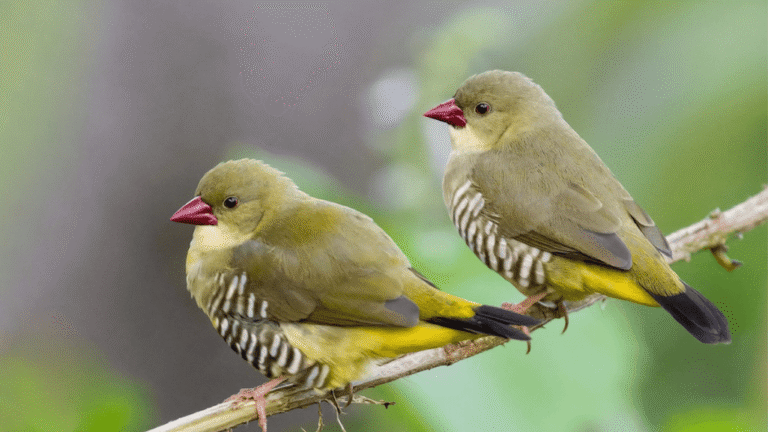 Green Avadavat Finch