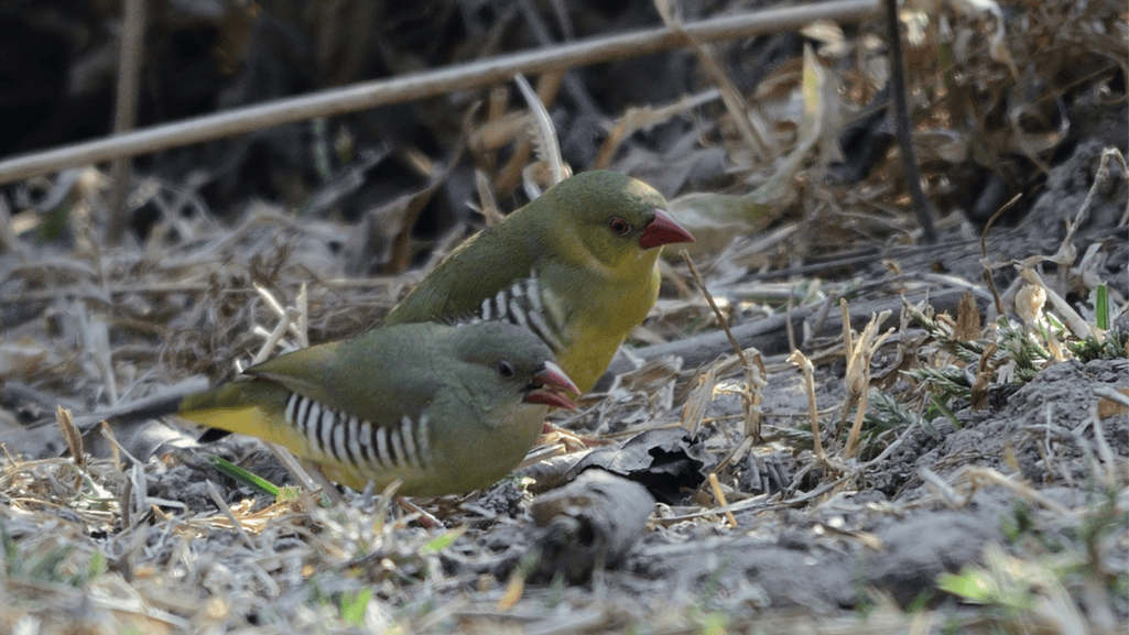 Green Avadavat FinchEfforts