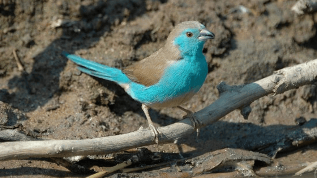 Habitat and Behavior