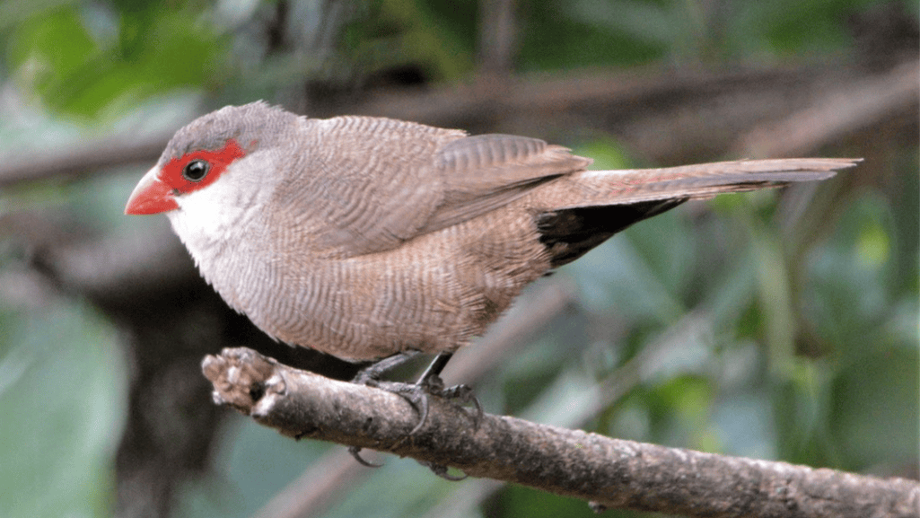 Habitat and Distribution