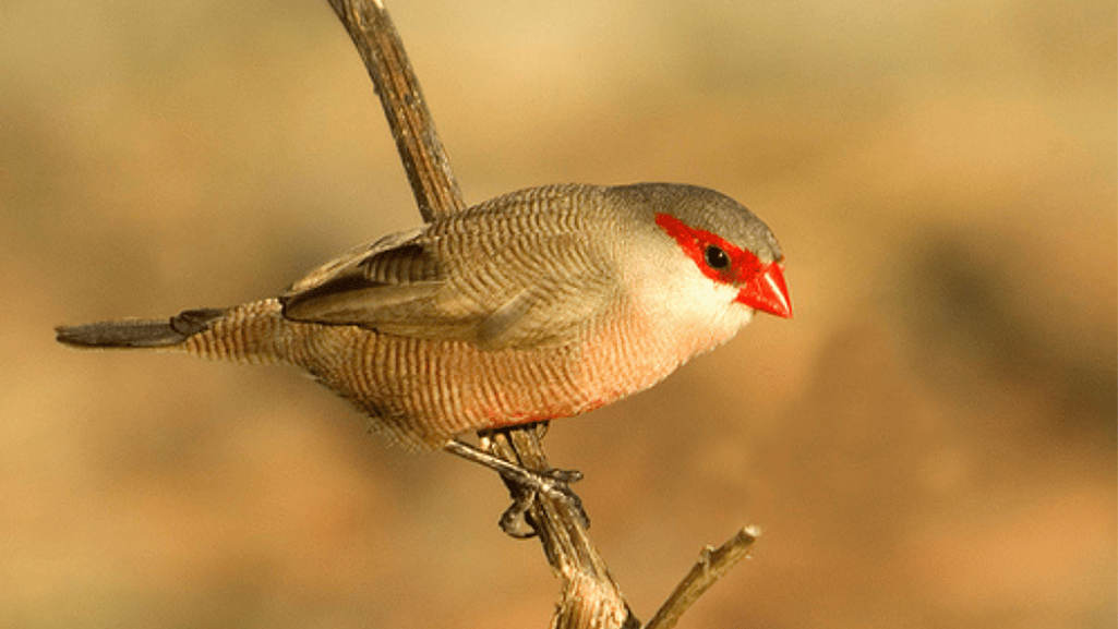 Introduction to Common Waxbill