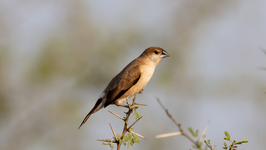 Introduction to the Silverbill Finch