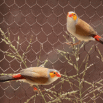 Orange Cheek Waxbill Finch