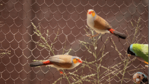 Orange Cheek Waxbill Finch