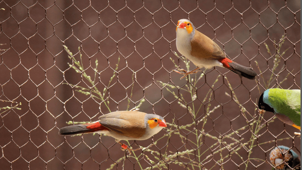 Orange Cheek Waxbill Finch