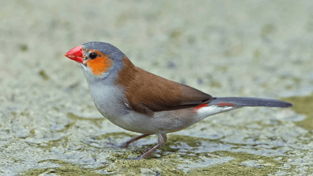 Orange Cheek Waxbill Habitat