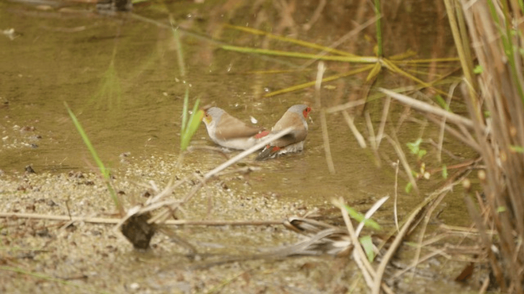 Orange Cheek Waxbill Migration Patterns