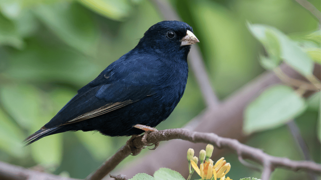 Senegal Combassou Finch