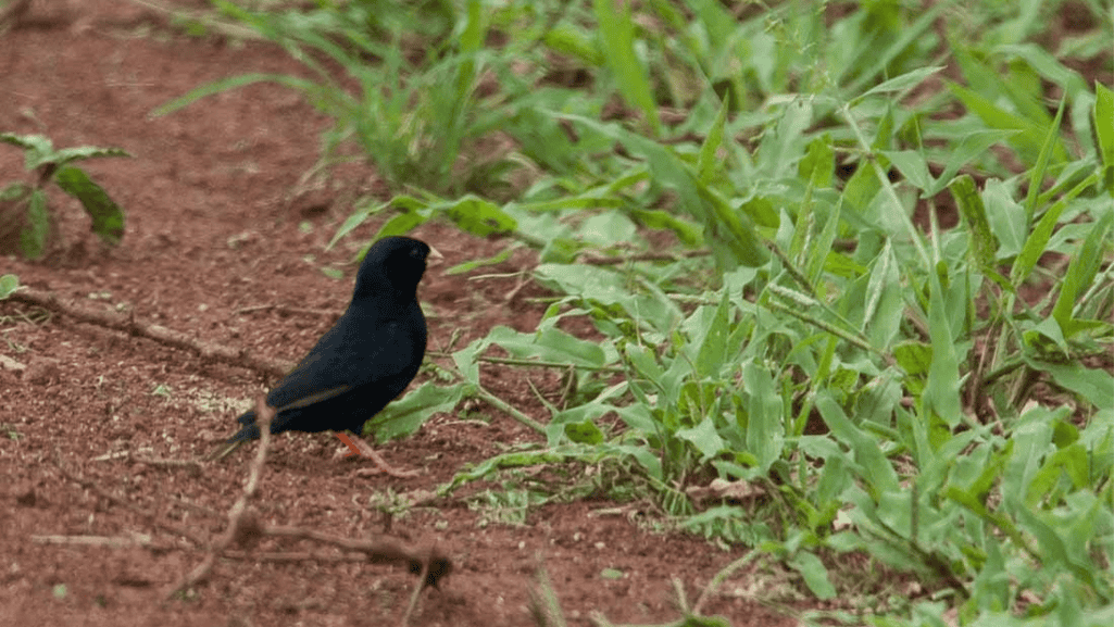 Senegal Combassou Finch