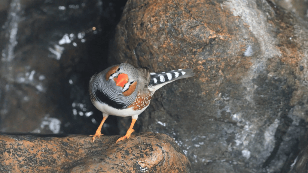The Enchanting Songs of the Silverbill Finch