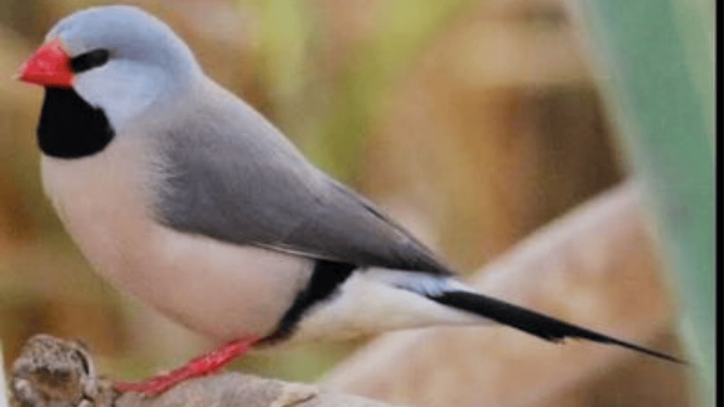 Top actions to help Silverbill Finches