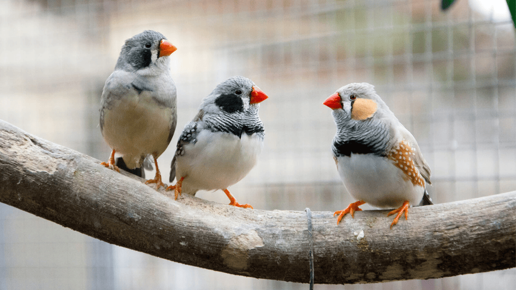 Creating a Finch-Friendly Environment