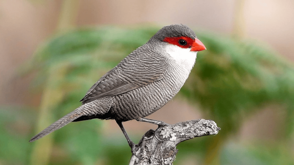 Waxbills Around the World